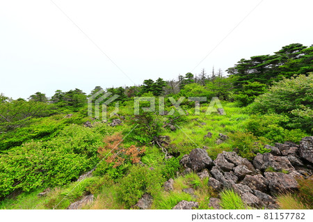 Mt. Halla, Jeju, forest, mountain, hiking, Seongpanak course, natural ecology, Mt. Halla, Jeju, forest, mountain, hiking, Seongpanak course, natural ecology, 81157782
