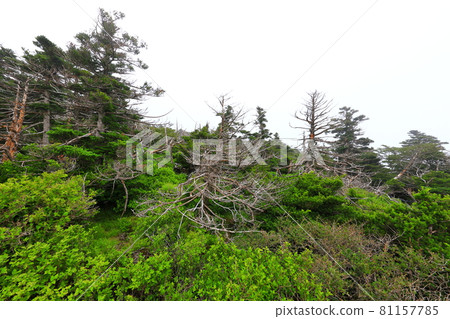 Mt. Halla, Jeju, forest, mountain, hiking, Seongpanak course, natural ecology, Mt. Halla, Jeju, forest, mountain, hiking, Seongpanak course, natural ecology, 81157785