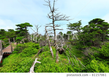 Mt. Halla, forest, hiking, mountain, hiking trail, scenery, Jeju Island, hiker, fir tree, dried up, 81157861