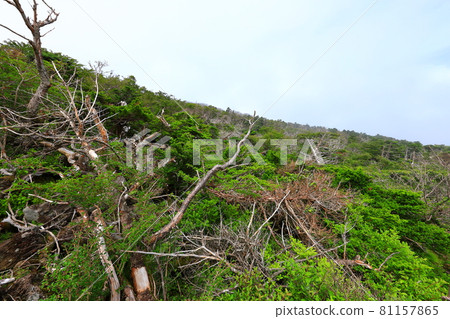 Mt. Halla, forest, hiking, mountain, hiking trail, scenery, Jeju Island, hiker, fir tree, dried up, Mt. Halla, forest, hiking, mountain, hiking trail, scenery, Jeju Island, hiker, fir tree, dried up, 81157865
