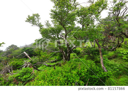 Mt. Halla, forest, hiking, mountain, hiking trail, scenery, Jeju Island, hiker, fir tree, dried up, Mt. Halla, forest, hiking, mountain, hiking trail, scenery, Jeju Island, hiker, fir tree, dried up, 81157866