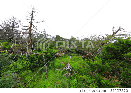 Mt. Halla, forest, hiking, mountain, hiking trail, scenery, Jeju Island, hiker, fir tree, dried up, Mt. Halla, forest, hiking, mountain, hiking trail, scenery, Jeju Island, hiker, fir tree, dried up, 81157870