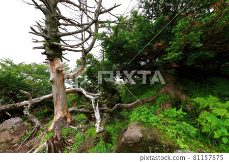 Mt. Halla, forest, hiking, mountain, hiking trail, scenery, Jeju Island, hiker, fir tree, dried up, 81157875