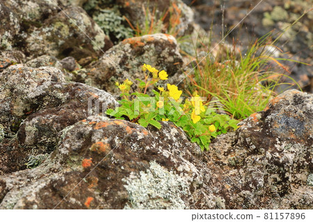 Mt. Halla, forest, hiking, mountain, hiking trail, scenery, Jeju Island, hiker, fir tree, dried up, Mt. Halla, forest, hiking, mountain, hiking trail, scenery, Jeju Island, hiker, fir tree, dried up, 81157896