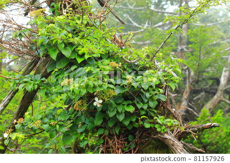 Mt. Halla, forest, hiking, mountain, hiking trail, scenery, Jeju Island, hiker, fir tree, dried up, Mt. Halla, forest, hiking, mountain, hiking trail, scenery, Jeju Island, hiker, fir tree, dried up, 81157926