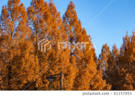 Autumn leaves in the park that colorfully decorate the fields 81157955