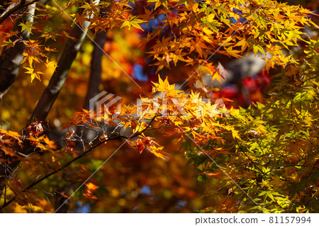 Autumn leaves in the park that colorfully decorate the fields 81157994