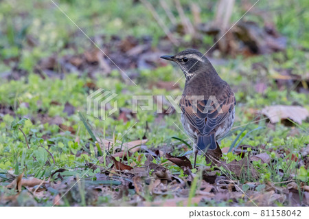 A winter bird named after the thrush because it can no longer be heard when it disappears on a migration in the summer. A winter bird named after the thrush because it can no longer be heard when it disappears on a migration in the summer. 81158042