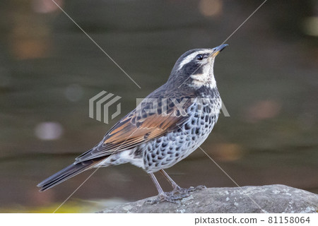 A winter bird named after the thrush because it can no longer be heard when it disappears on a migration in the summer. A winter bird named after the thrush because it can no longer be heard when it disappears on a migration in the summer. 81158064