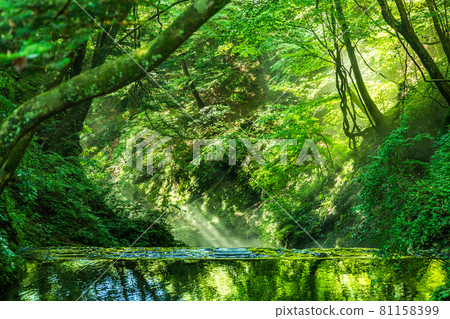 Shojinzawa spring that weaves light 81158399