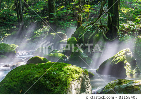 編織光的精神澤泉 81158403