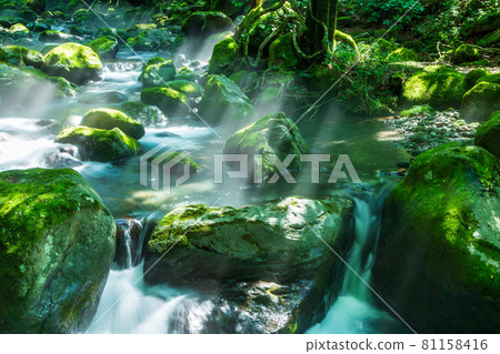 Shojinzawa spring that weaves light 81158416