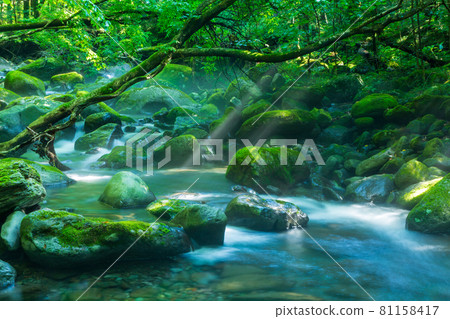 編織光的精神澤泉 81158417