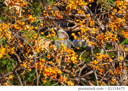 Bulbul, a rare bird that is familiar in Japan but overseas to be lively and conspicuous Bulbul, a rare bird that is familiar in Japan but overseas to be lively and conspicuous 81158475