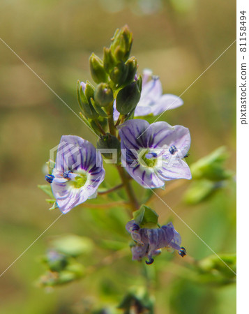 Water speedwell blooming on the Arakawa riverbed Water speedwell blooming on the Arakawa riverbed 81158494