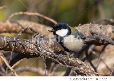 Familiar wild bird great tit with a cute chest tie Familiar wild bird great tit with a cute chest tie 81158608