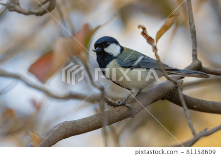 Familiar wild bird great tit with a cute chest tie Familiar wild bird great tit with a cute chest tie 81158609