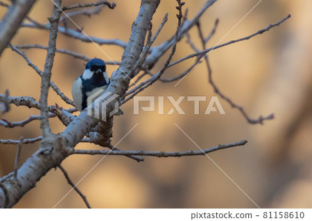 Familiar wild bird great tit with a cute chest tie 81158610