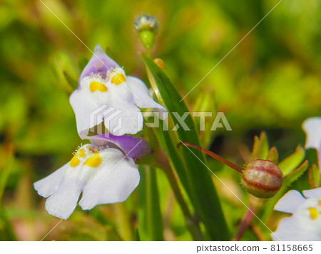 Mazus pumilus blooming on the Arakawa riverbed Mazus pumilus blooming on the Arakawa riverbed 81158665