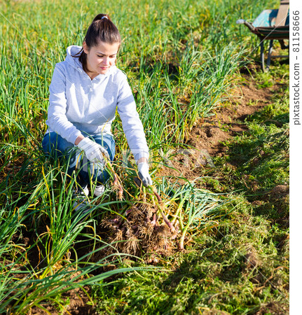 Female farmer harvesting green garlic Female farmer harvesting green garlic 81158666