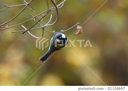 熟悉的野鳥大山雀與可愛的胸口 81158697