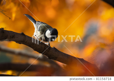 Familiar wild bird great tit with a cute chest tie 81158718
