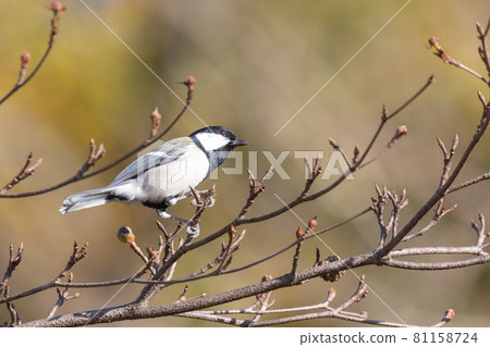 Familiar wild bird great tit with a cute chest tie 81158724