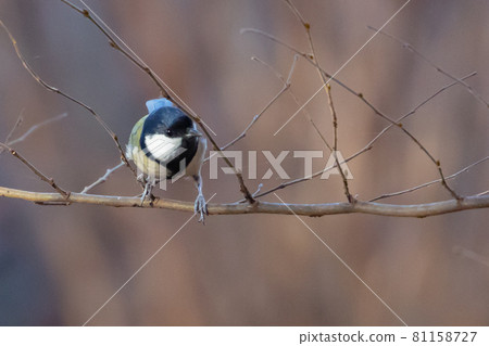 Familiar wild bird great tit with a cute chest tie Familiar wild bird great tit with a cute chest tie 81158727