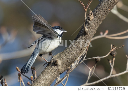 熟悉的野鳥大山雀與可愛的胸口 熟悉的野鳥大山雀與可愛的胸口 81158729