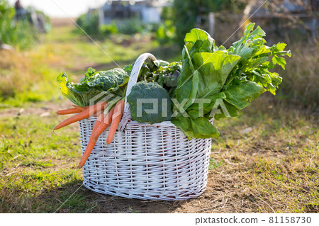 Basket of freshly picked vegetables Basket of freshly picked vegetables 81158730