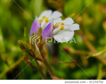 Mazus pumilus blooming on the Arakawa riverbed 81158792