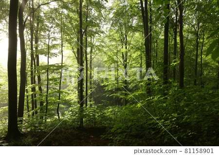 Beech trees in spring forest after rainfall at dawn Beech trees in spring forest after rainfall at dawn 81158901