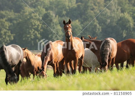 Mares in the meadow during sunrise 81158905