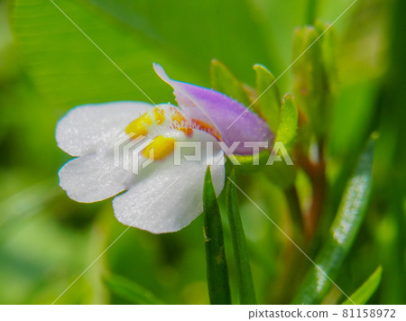 Mazus pumilus blooming on the Arakawa riverbed Mazus pumilus blooming on the Arakawa riverbed 81158972