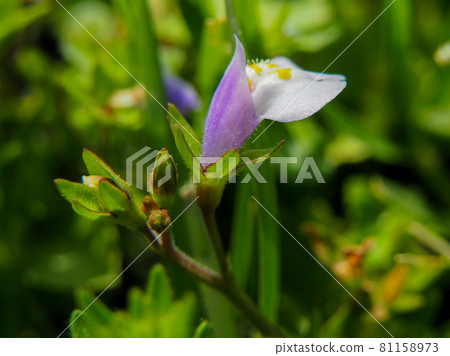 Mazus pumilus blooming on the Arakawa riverbed Mazus pumilus blooming on the Arakawa riverbed 81158973