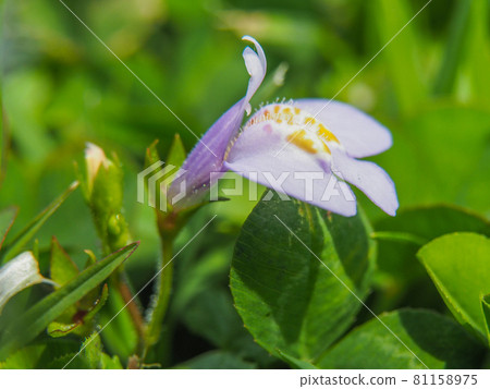 Mazus pumilus blooming on the Arakawa riverbed 81158975