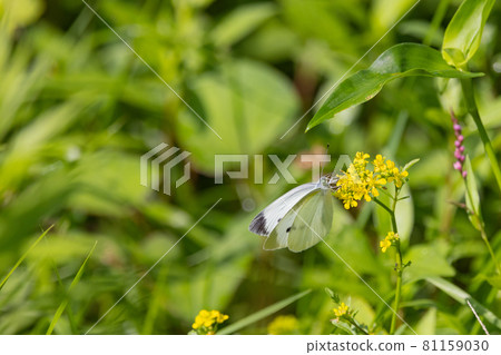 A white fairy fluttering and fluttering, a cabbage white butterfly 81159030