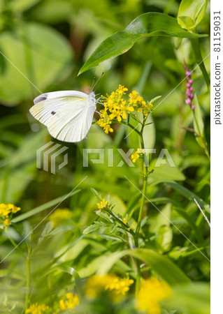A white fairy fluttering and fluttering, a cabbage white butterfly 81159031