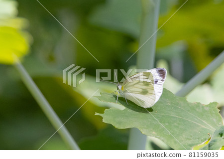 A white fairy fluttering and fluttering, a cabbage white butterfly A white fairy fluttering and fluttering, a cabbage white butterfly 81159035