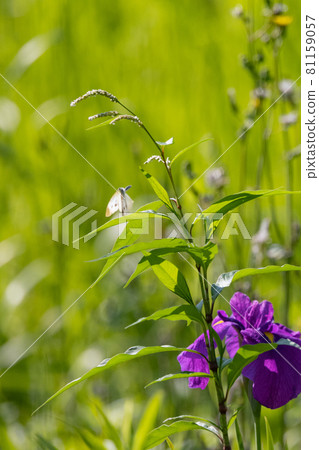 一隻白色的仙女飄飄著,一隻白菜蝴蝶 一隻白色的仙女飄飄著,一隻白菜蝴蝶 81159057
