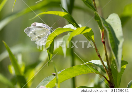 一隻白色的仙女飄飄著,一隻白菜蝴蝶 一隻白色的仙女飄飄著,一隻白菜蝴蝶 81159081