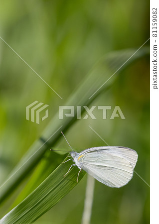 A white fairy fluttering and fluttering, a cabbage white butterfly A white fairy fluttering and fluttering, a cabbage white butterfly 81159082