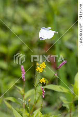 一隻白色的仙女飄飄著,一隻白菜蝴蝶 一隻白色的仙女飄飄著,一隻白菜蝴蝶 81159226