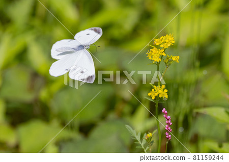 A white fairy fluttering and fluttering, a cabbage white butterfly A white fairy fluttering and fluttering, a cabbage white butterfly 81159244