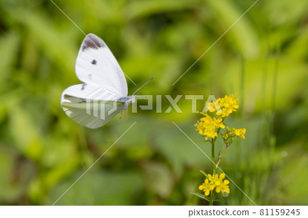 A white fairy fluttering and fluttering, a cabbage white butterfly A white fairy fluttering and fluttering, a cabbage white butterfly 81159245