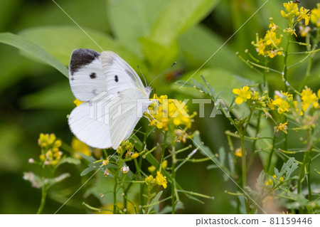 A white fairy fluttering and fluttering, a cabbage white butterfly A white fairy fluttering and fluttering, a cabbage white butterfly 81159446