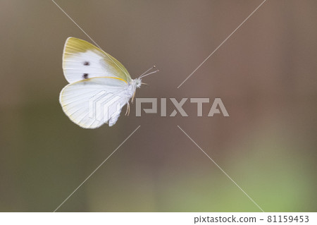 A white fairy fluttering and fluttering, a cabbage white butterfly A white fairy fluttering and fluttering, a cabbage white butterfly 81159453