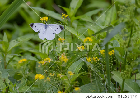 A white fairy fluttering and fluttering, a cabbage white butterfly A white fairy fluttering and fluttering, a cabbage white butterfly 81159477