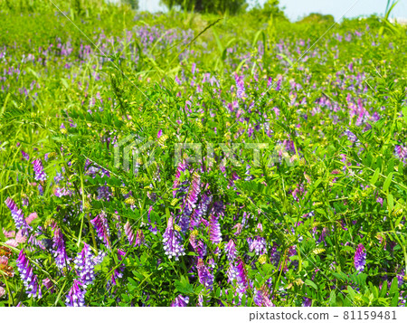 Nayofujigusa blooming on the Arakawa riverbed Nayofujigusa blooming on the Arakawa riverbed 81159481