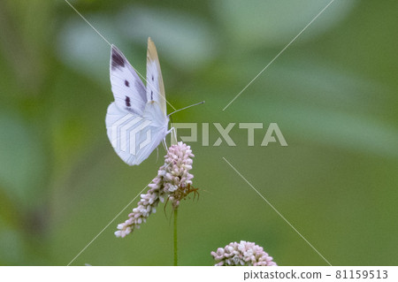 A white fairy fluttering and fluttering, a cabbage white butterfly A white fairy fluttering and fluttering, a cabbage white butterfly 81159513